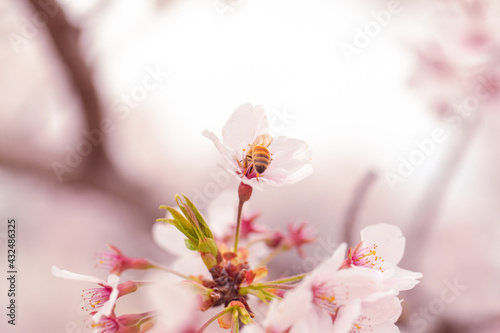 蜂と桜