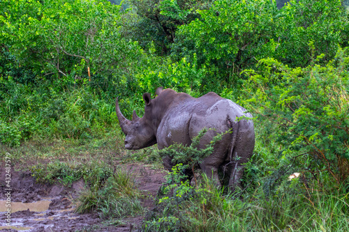 Südafrika Nashorn mit Horn, Schlamm, wildlife, Safari photo