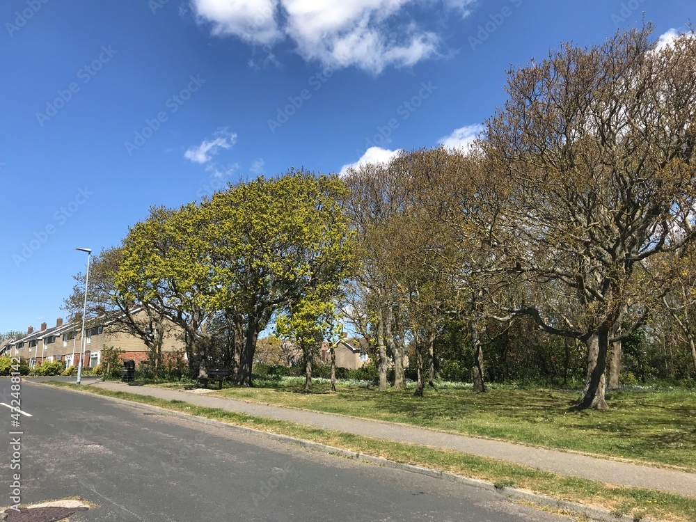 A suburban scene with green park and trees starting to leaf in spring. Housing and road visible. A suburban scene with green park and trees starting to leaf in spring. Housing and road visible.