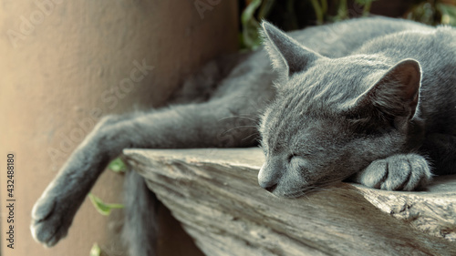 Gray Cat, Korat Cat, Thai Cat Sleeping on an old wooden table