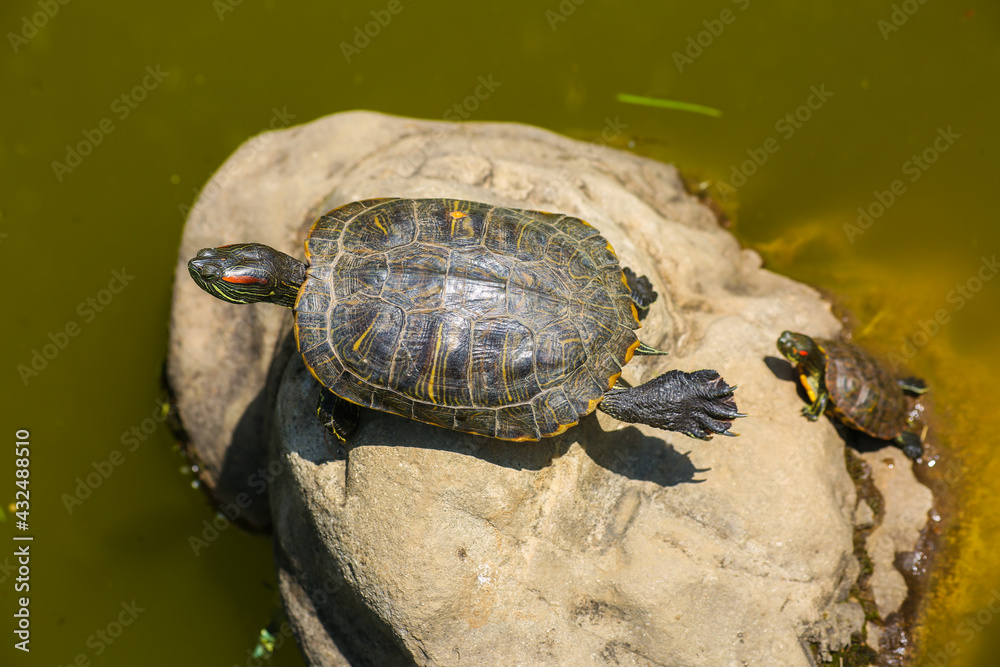 Turtle sunning on a log in the swamp doing funny yoga pose Turtle sunning on a log in the swamp doing funny yoga pose