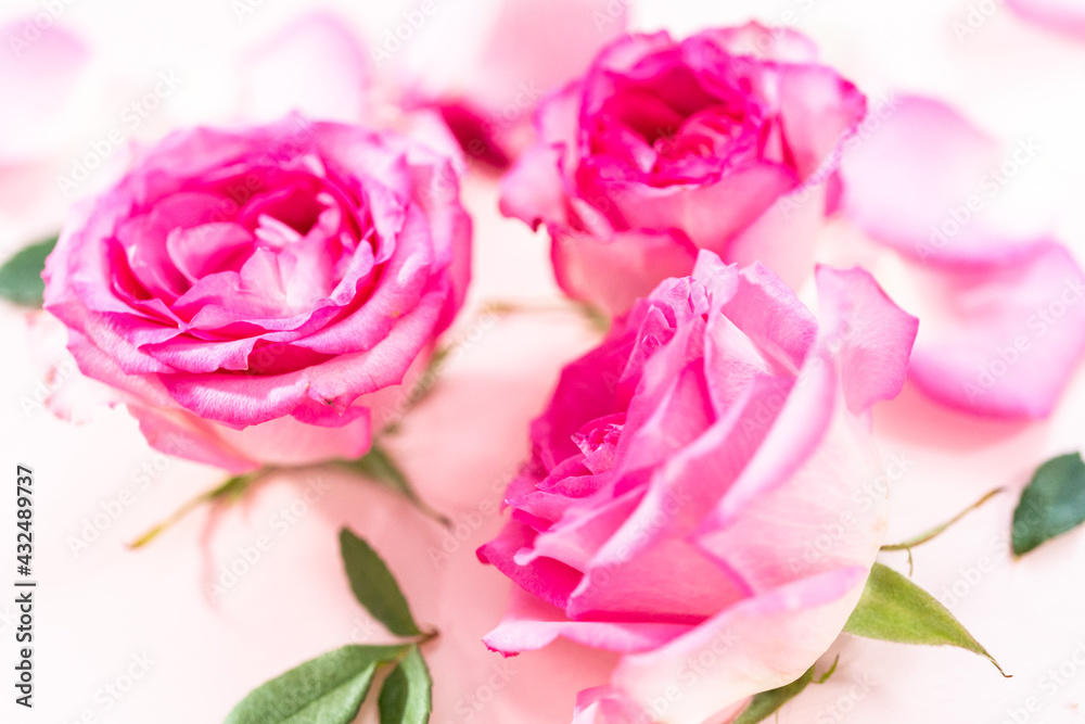 Fototapeta premium Pink roses