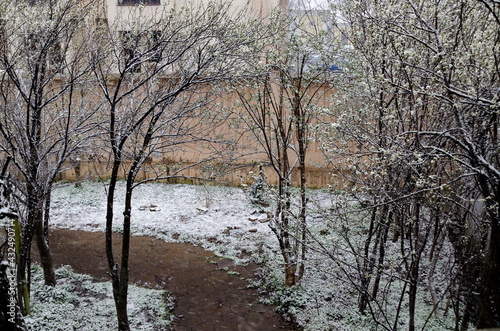 A late, heavy snowfall on the fallen tree branches,  Sofia, Bulgaria  © vili45