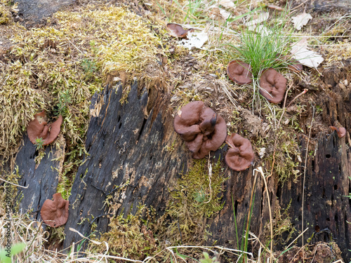 The Pigs Ears (Gyromitra perlata) is an edible mushroom photo