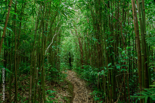 Fototapeta Naklejka Na Ścianę i Meble -  Bamboo forest, Puu Ohia Trail, Tantalus, Honolulu, Oahu, Hawaii. Bamboo shoots