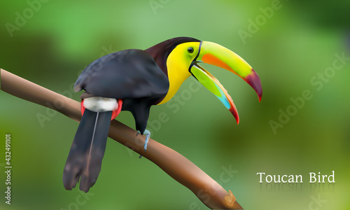 Exotic Tropical Toucan Bird I Vector Toucan Bird