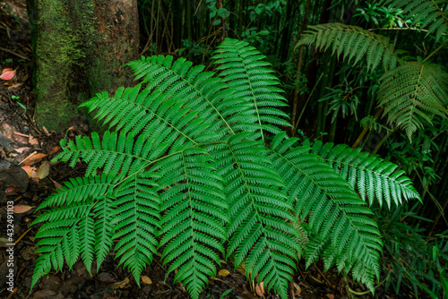 Fern in the forest  Tantalus  Honolulu  Oahu  Hawaii. Puu Ohia Trail