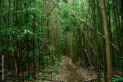 Bamboo forest, Puu Ohia Trail, Tantalus, Honolulu, Oahu, Hawaii. Bamboo shoots