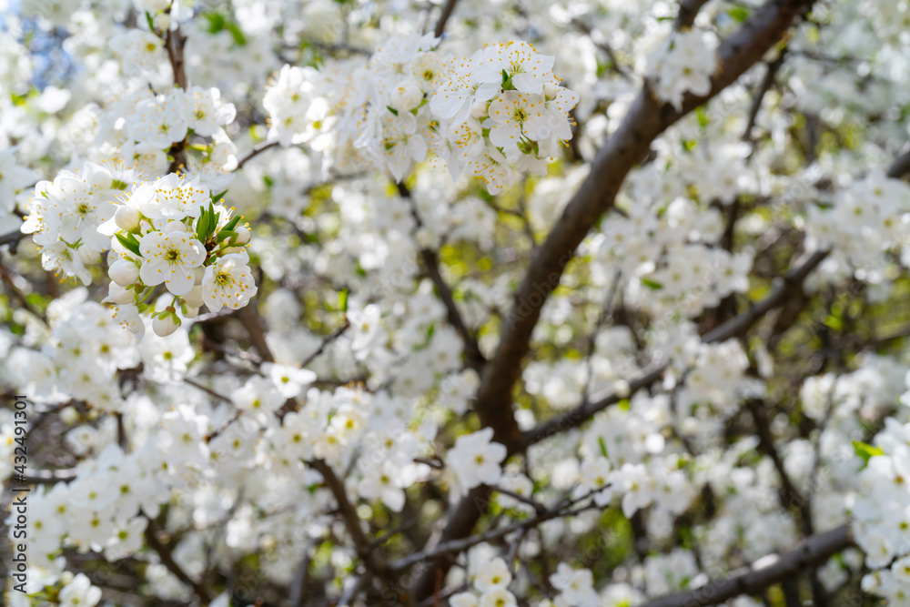 Spring cherry blossom. Beautiful white floral background. Spring cherry blossom. Beautiful white floral background.