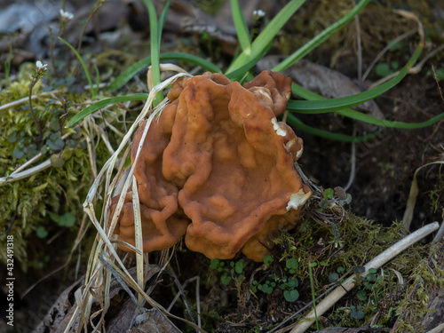 Gyromitra gigas, commonly known as the snow morel, snow false morel, calf brain, or bull nose, is a fungus and a member of the Ascomycota.