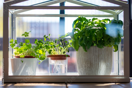 Miniature greenhouse with fresh herbs. Growing basil, parsley and watercress herbs in hydroponic system at home. photo