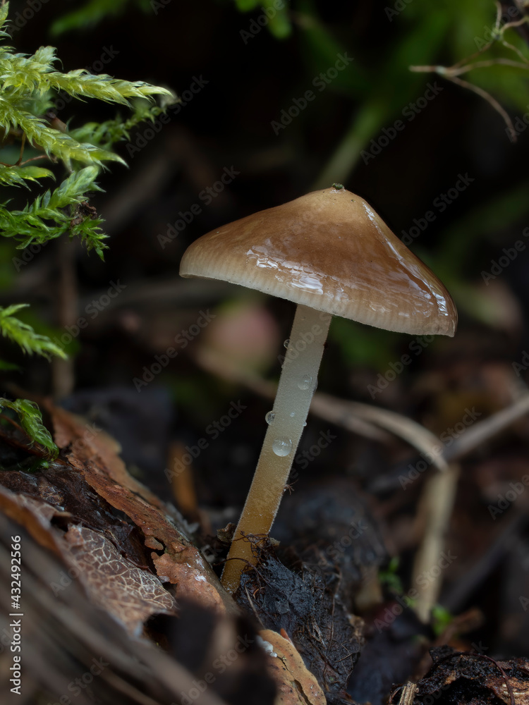 The pinecone cap (Strobilurus tenacellus) is an edible mushroom Stock ...