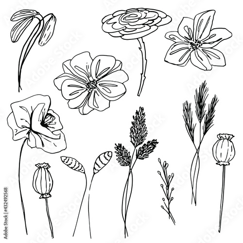 Bouquet with wildflowers, dried flowers. Poppy, poppy box, medicinal herbs, spikelet. Coloring book for children and adults. Beautiful hand-drawn graphics. For textiles, coloring antistress, design.
