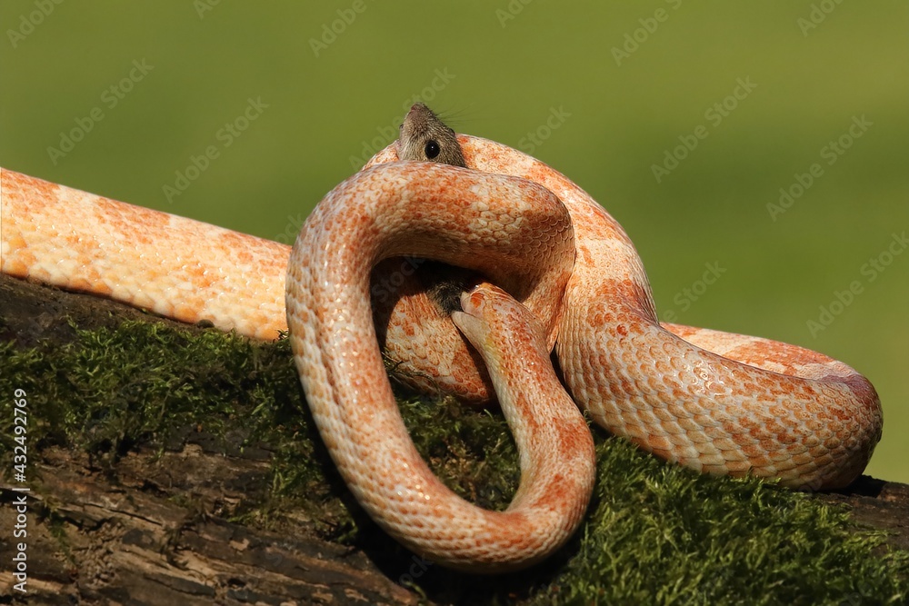 Obraz premium Pantherophis guttatus or Elaphe guttata) hunting a mouse.