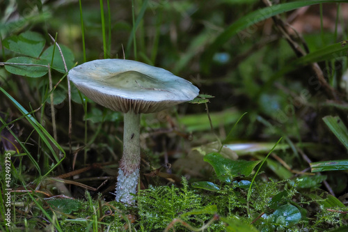 The Blue Roundhead (Stropharia caerulea) is an edible mushroom
