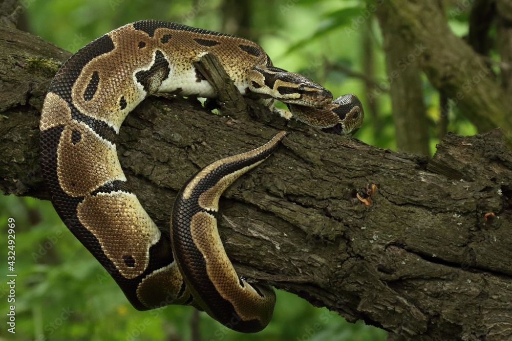 Naklejka premium The ball python (Python regius), also called the royal python, on the old branche in green forest.