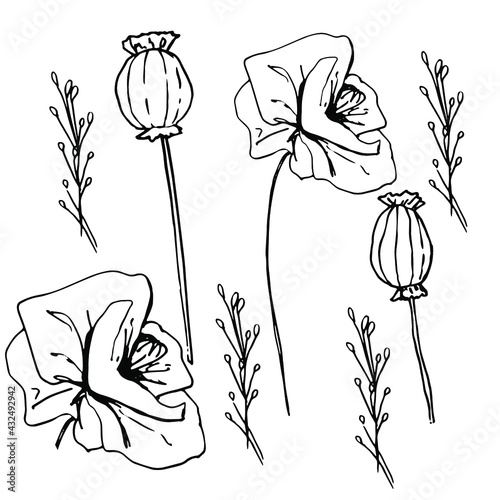 Bouquet with wildflowers, dried flowers. Poppy, poppy box, medicinal herbs, spikelet. Coloring book for children and adults. Beautiful hand-drawn graphics. For textiles, coloring antistress, design.