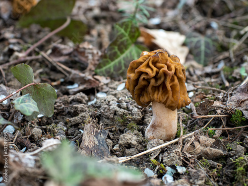 The Early False Morel (Verpa bohemica) is an edible mushroom