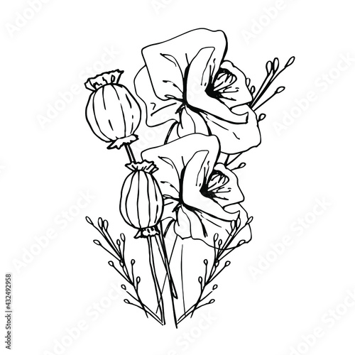 Bouquet with wildflowers, dried flowers. Poppy, poppy box, medicinal herbs, spikelet. Coloring book for children and adults. Beautiful hand-drawn graphics. For textiles, coloring antistress, design.