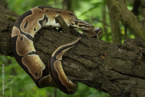 The ball python (Python regius), also called the royal python, on the old branche in green forest.