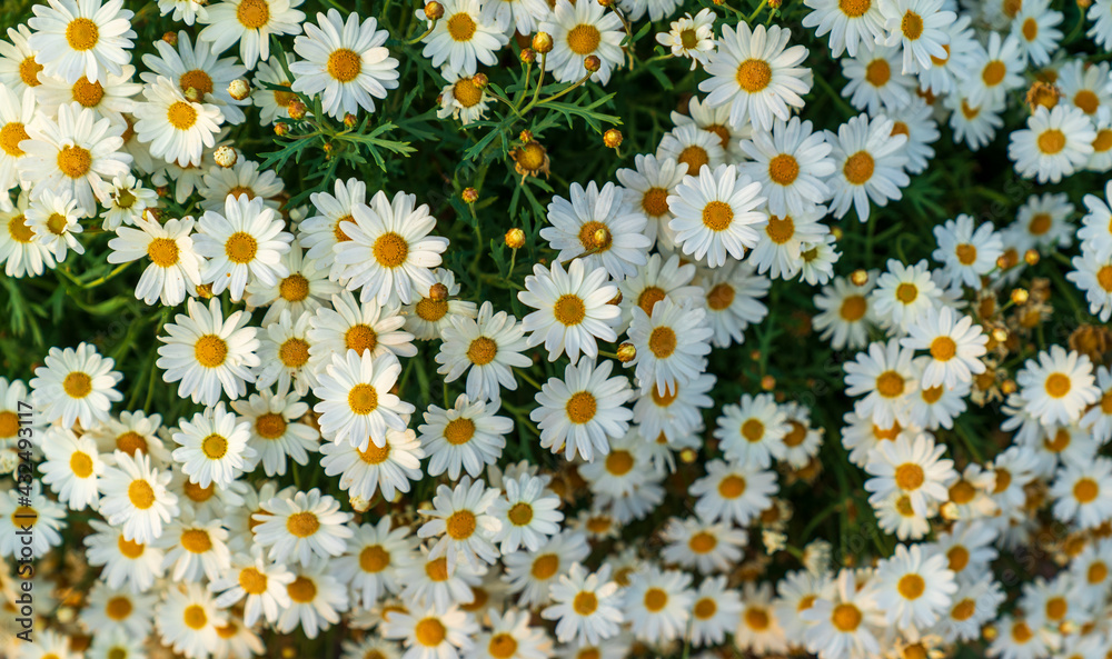 daisies in a field daisies in a field