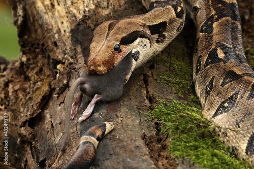 The boa constrictor (Boa constrictor), also called the red-tailed boa or the common boa, on the old branche after hunt eating a rat.