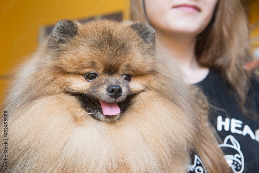 Grooming animals, grooming, drying and styling dogs, combing wool. Grooming master cuts and shaves, cares for a dog. Grooming animals, grooming, drying and styling dogs, combing wool. Grooming master cuts and shaves, cares for a dog.
