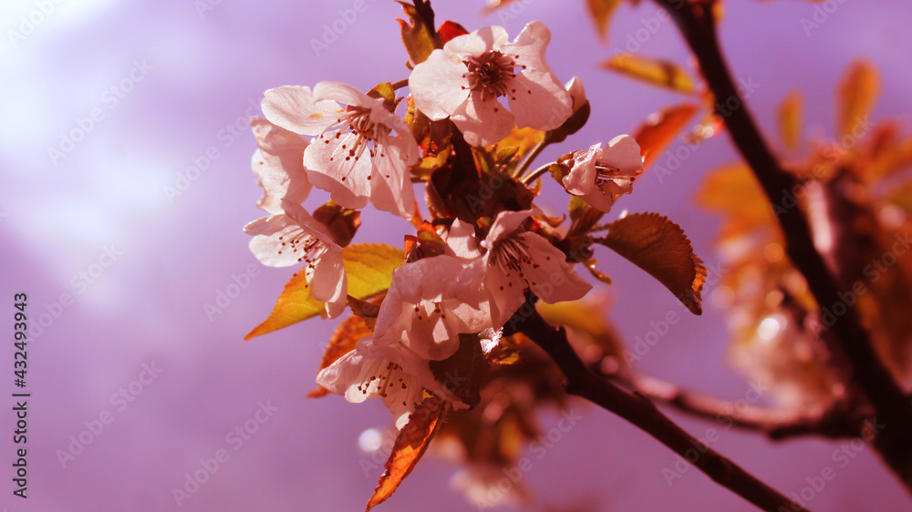 gałązka drzewa owocowego z drobnymi kwiatkami - obrazy, fototapety, plakaty 