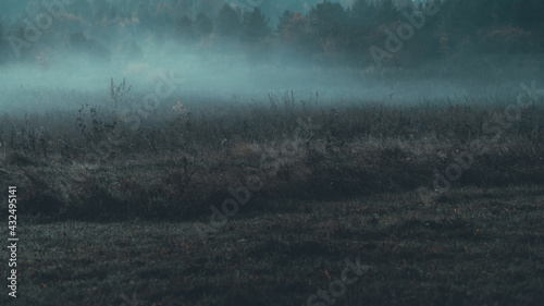 Tajemnicza mgła nad łąką o poranku