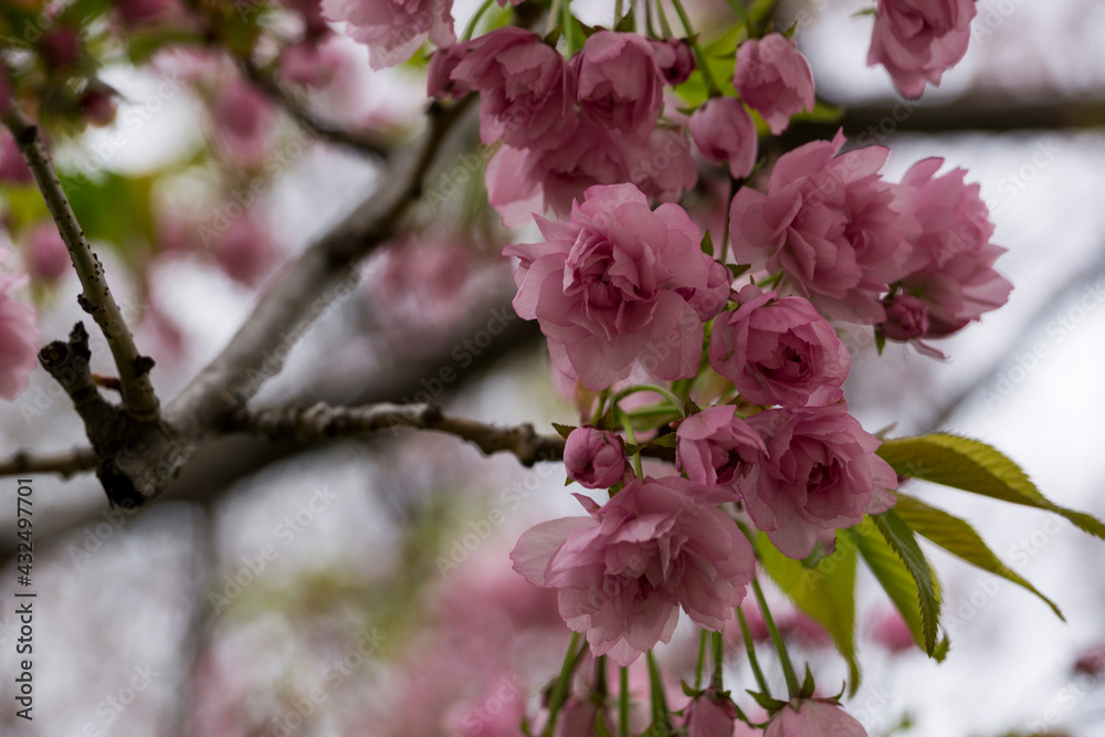 Obraz premium Spring Cherry blossom