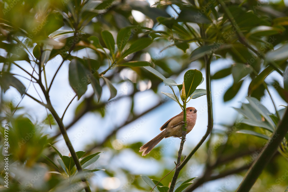 Fototapeta premium Vinous-throated Parrotbill (Paradoxornis webbianus)
