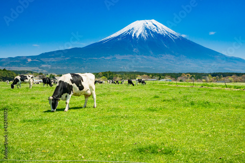 Canvastavla 静岡県富士宮市の朝霧高原牧場の牛の群れと雄大な富士山