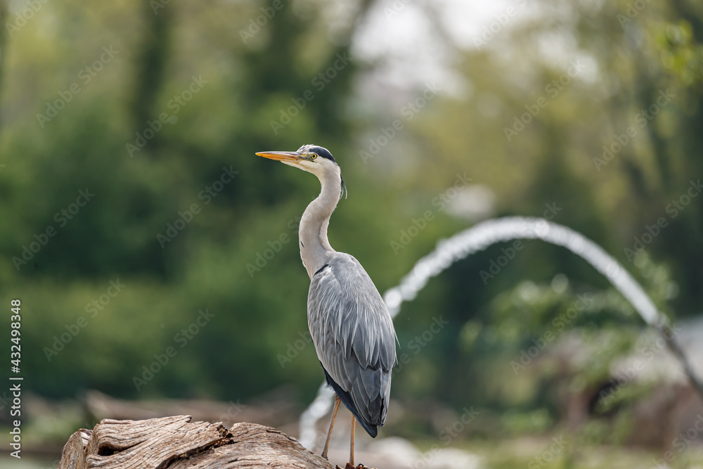 Obraz premium grey heron ardea cinerea
