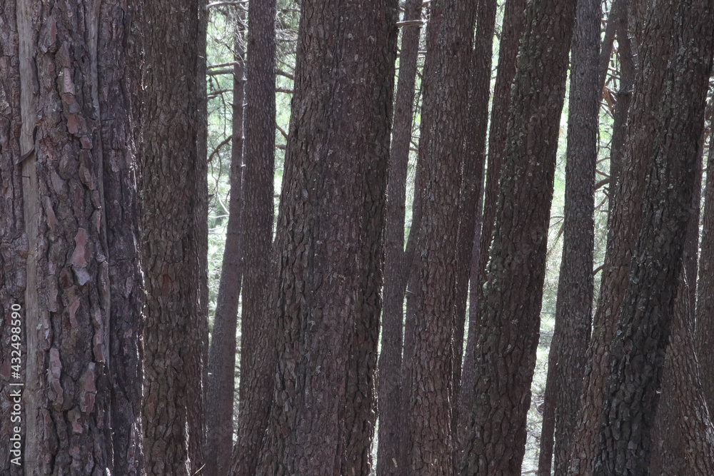 Obraz premium 2020/08/03 Pine forest in Las Navas del Marques, Avila, Spain