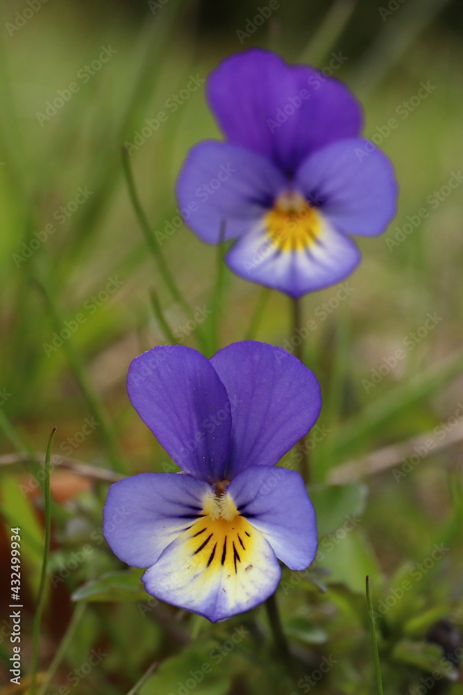 Viola tricolor. Close-up of a pansy flower. Viola tricolor. Close-up of a pansy flower.