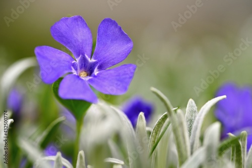 Fototapeta Naklejka Na Ścianę i Meble -  Beautiful purple spring flowers with colorful natural background. Springtime in the grass.