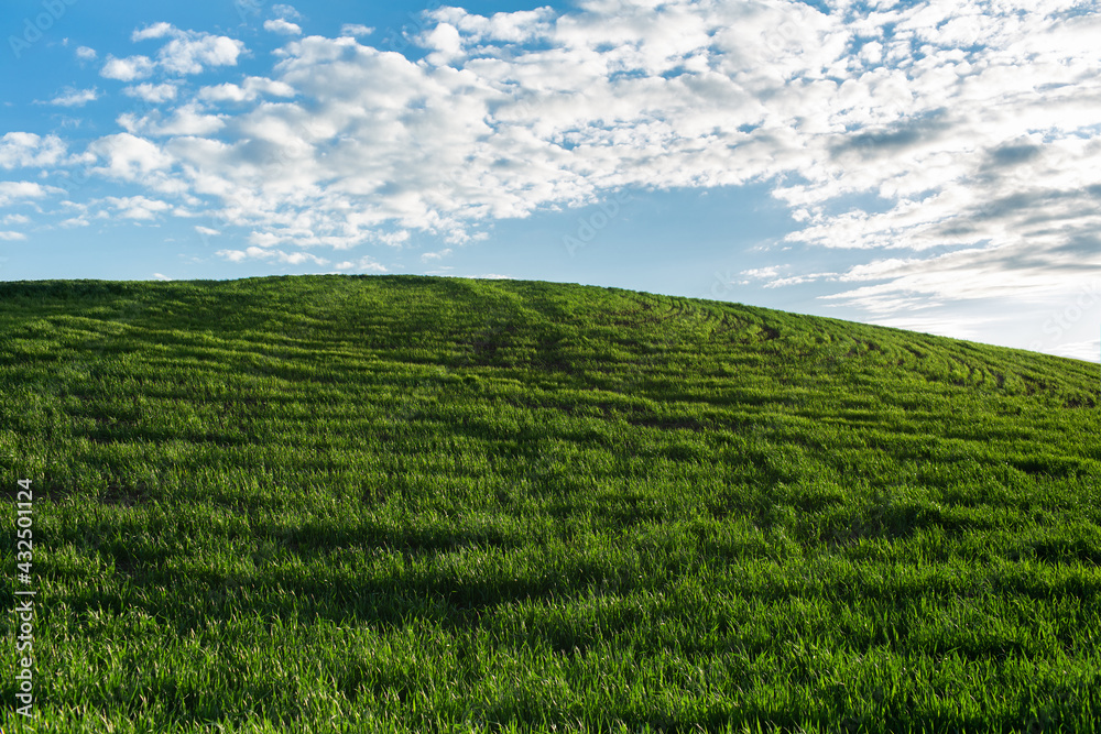 Fototapeta premium Natural landscape of green field on background blue cloudy sky.