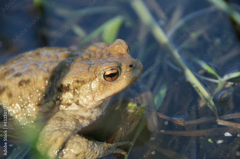 Fototapeta premium SONY DSC
