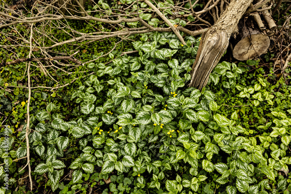 Fototapeta premium Grüner Frühling