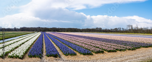 A panoramic photo of long bulb fields with hyacinths in various colors with a strip of contrasting yellow tulips in the back combined with threatening cloudy skies © Emma