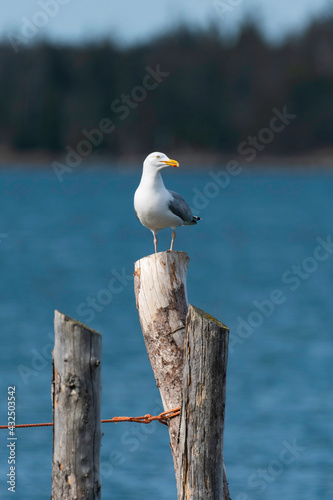 Solitary Gull perched on old dock post