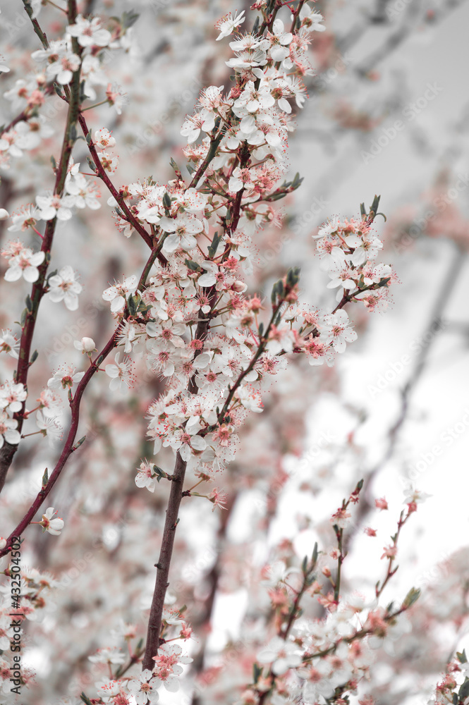 Branches of white and pink cherry blossom flower details during spring