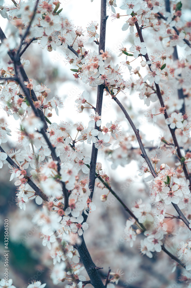 Branches of white and pink cherry blossom flower details during spring Branches of white and pink cherry blossom flower details during spring