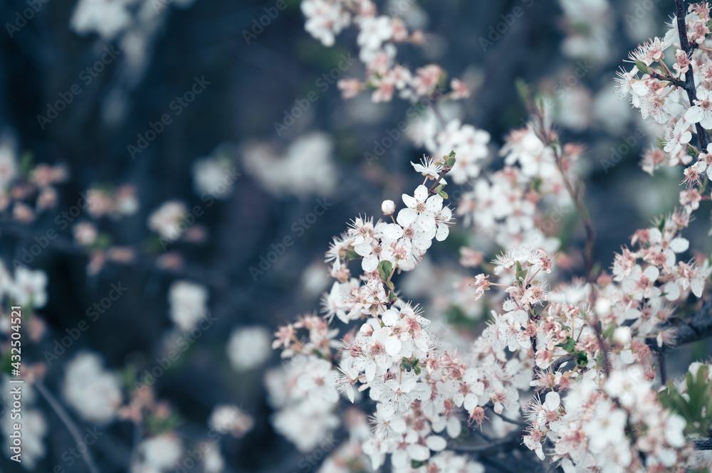 Branches of white and pink cherry blossom flower details during spring Branches of white and pink cherry blossom flower details during spring