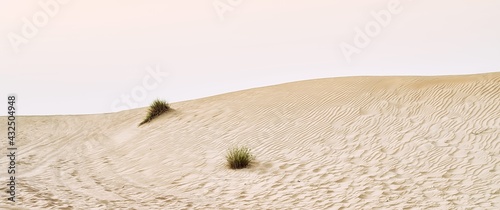Fototapeta Naklejka Na Ścianę i Meble -  yellow sand dunes in the Abu Dhabi desert