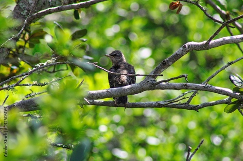 Baby Mockingbird waiting for Mama