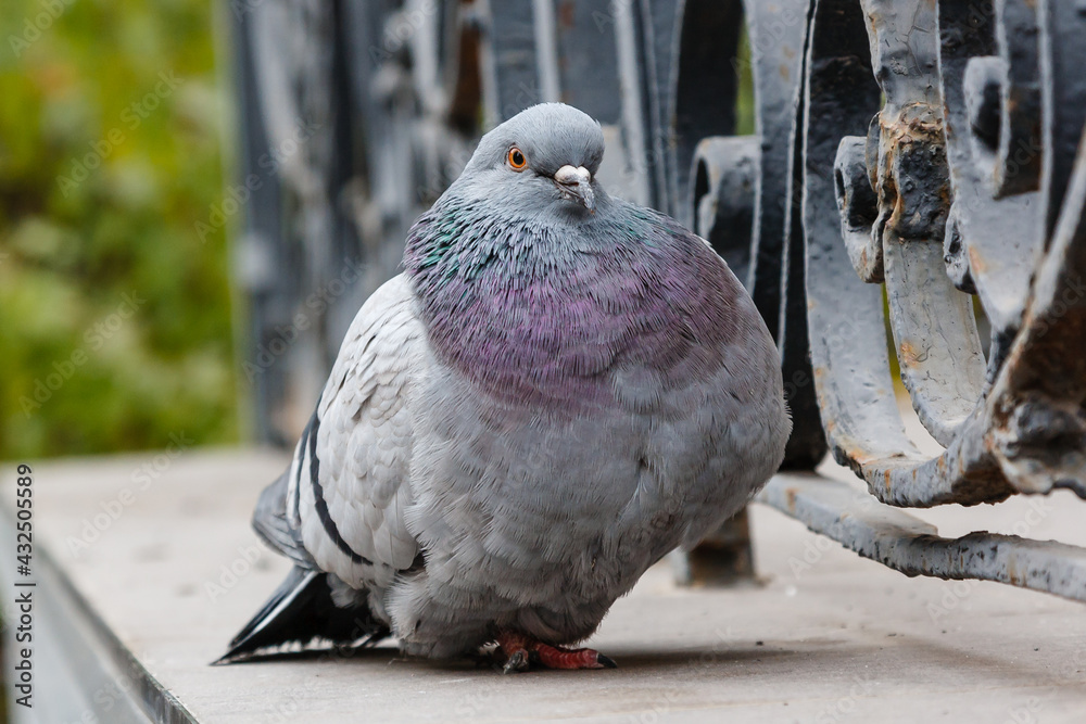 Fototapeta premium portrait of a beautiful dove