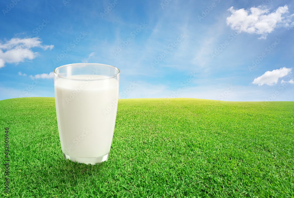 Fresh milk is ready to drink in a glass, placed on the lawn in the yard. On green grass with text space Fresh milk is ready to drink in a glass, placed on the lawn in the yard. On green grass with text space