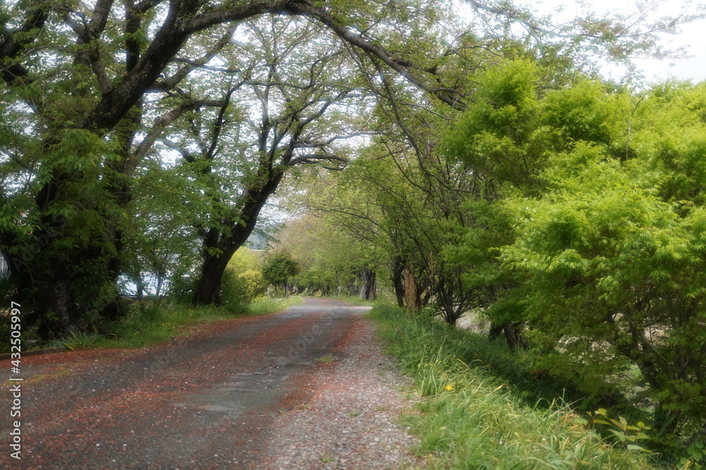 Naklejka premium 雨上がりの春の風景、新緑とカラフルな草花