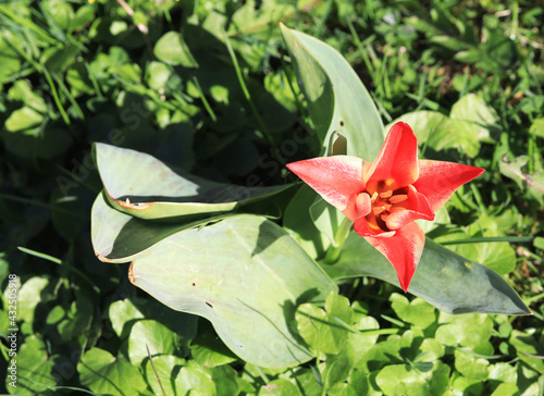 Greig's tulip in white and red colors photo